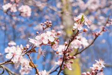 Close up view of cherry blossoms in full bloom against a bright blue sky