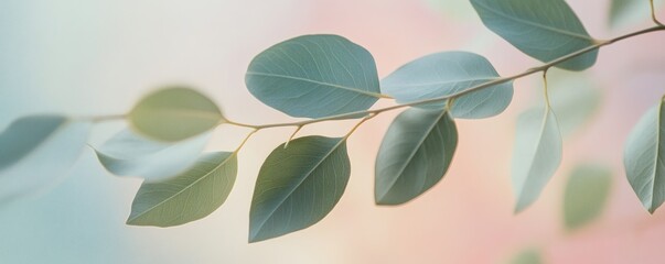 Delicate eucalyptus branch with soft pastel colors in the background