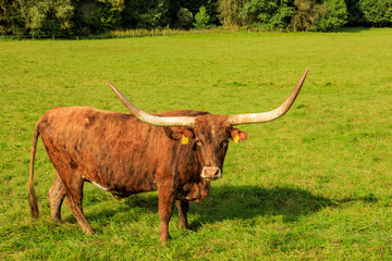 Interessierter Longhornbulle 