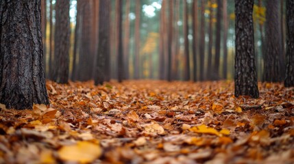 Autumn Forest Path with Colorful Leaves and Tall Pine Trees