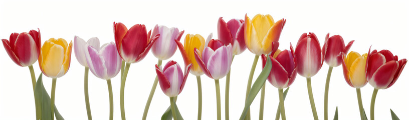"Experience the elegance of spring.  
Vivid tulips gracefully arranged against a pure white background,  
highlighting the delicate beauty of seasonal blooms."