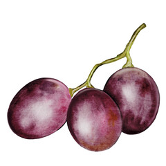 Grapes watercolor. Hand drawn grape branch on white background. Clip art food. Purple muscat berries. Perfect for wine packaging, cheese plate or recipe book