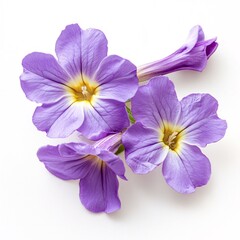 Stunning Close up of Three Delicate Lavender Flowers on White Background