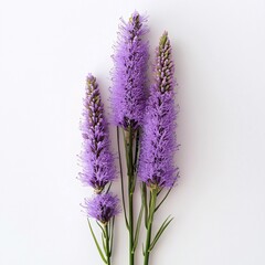 Naklejka premium Elegant Purple Liatris Flowers on White Background Floral Arrangement Botanical Photography