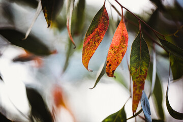 Macro close-up of colourful eucalyptus leaves with shallow depth of field