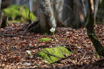 Christmas rose flower, Helleborus niger, on forest ground