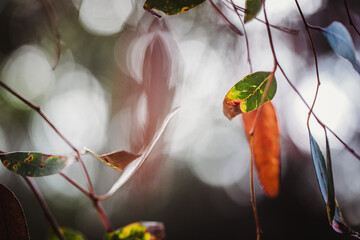 Macro close-up of eucalyptus leaves with shallow depth of field