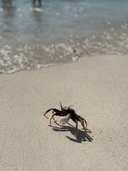 crab in the sand