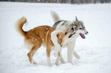 Huskies embrace in snowy landscape
