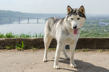 Siberian husky overlooking scenic river view