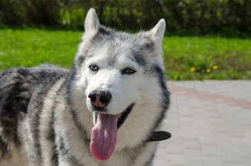 Husky in sunlit garden showing playful expression