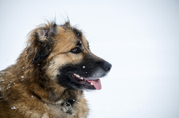 Fluffy dog enjoying snowfall with playful expression