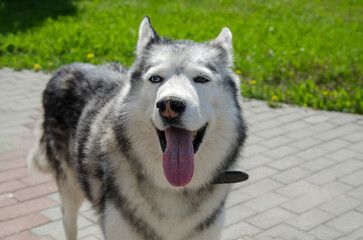 Husky stands on sunlit path with lush green background