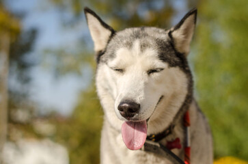 Siberian husky in sunlit park with lush green background