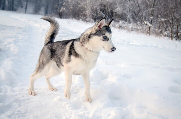 Siberian husky standing in snowy winter landscape