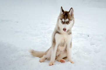 Husky pup on snowy terrain with serene expression