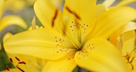Fototapeta premium The Beautiful and Vibrant Yellow Lily Blossom is in Full Bloom, Showcasing Its Elegance