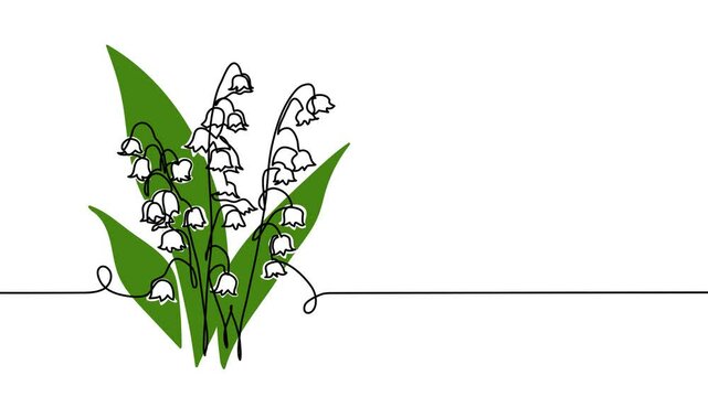 Lilies of the valley spring flowers single line animated illustration. One continuous self drawing line animation, footage of Lilies valley