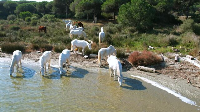 Aerial view of the white wild horses of Camargue in south France