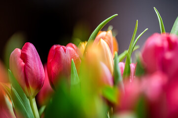 Bukiet tulipanów tulipan  © Grzegorz