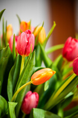 Bukiet tulipanów tulipan  © Grzegorz