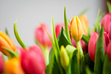 Bukiet tulipanów tulipan  © Grzegorz