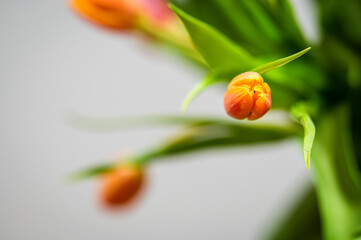 Bukiet tulipanów tulipan  © Grzegorz