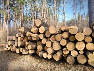 Deforestation, forest destruction. Timber harvesting. Pile, stack of many sawn logs of pine trees....