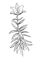 Naklejka premium hand-drawn drawing of a blooming lily flower vector illustration