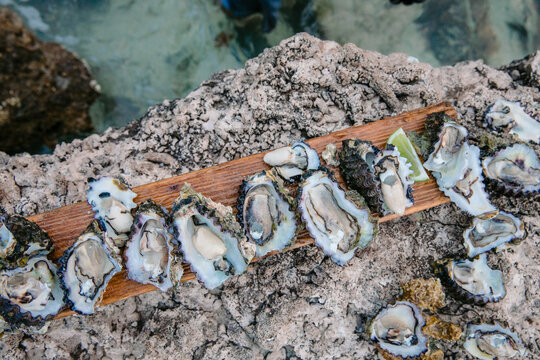 Oysters in their shells fresh off the rocks