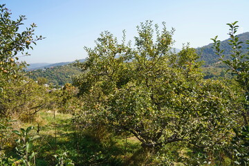 Branches of an apple tree. Fresh fruits. Aport. Gardening.