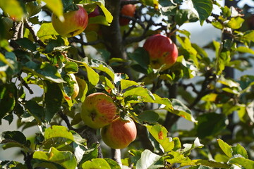 Branches of an apple tree. Fresh fruits. Aport. Gardening.