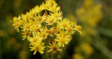 A Beautiful Cluster of Stunning Yellow Wildflowers in Full Bloom Displaying Their Glory