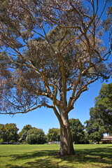 Giant eucalyptus tree in botanical garden in Melbourne,Victoria,Australia

