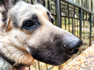 Close-up of a loyal German Shepherd dog in a tranquil forest setting during autumn