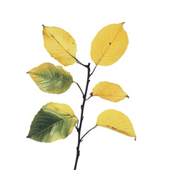 Autumn Yellow and Green Leaves on Branch, Fresh Natural Foliage Isolated on White Background.

