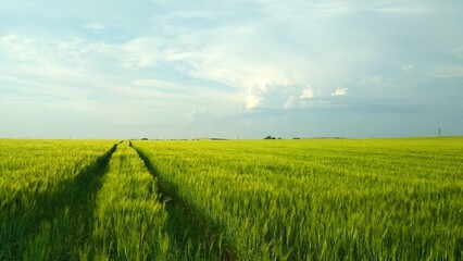 Obraz premium open field and freedom