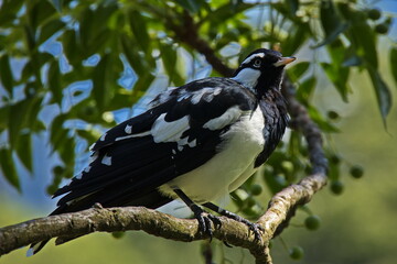Magpie-lark in Carlton Gardens in Melbourne,Victoria,Australia
