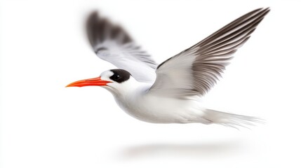 Obraz premium Elegant bird in flight with striking orange beak and white feathers against a soft white background capturing grace and freedom