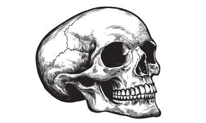 Fototapeta premium Detailed human skull side view in flat linear icons set, vector.