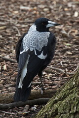 Australian magpie in Fitzroy Gardens in Melbourne,Victoria,Australia
