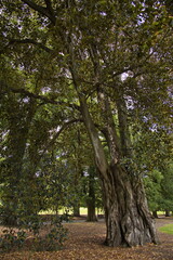 Old tree in Fitzroy Gardens in Melbourne,Victoria,Australia
