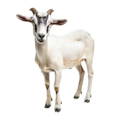 Fototapeta premium a standing white goat with black markings showcasing its playful and curious nature. goat's distinctive features against a clean background