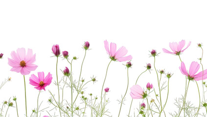 pink cosmos flowers against a white background emphasizing their delicate beauty and natural elegance perfect for floral themes design projects or nature-inspired decor
