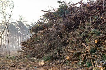 a pile of branches on a heap. a cleared forest. cut trees in a forest. forest management. a void in the forest. stumps remain in the ground after trees have been cut down.