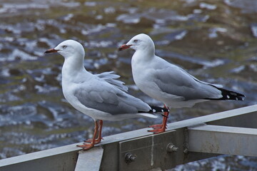 Two seagulls at Yarra River in Melbourne,Victoria,Australia
