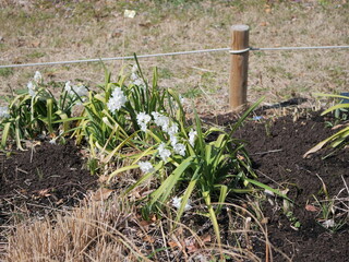 花壇で咲いているナルキッソス(スイセン属)の花