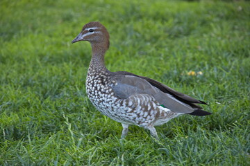 Australian wood duck in Fitzroy Gardens in Melbourne,Victoria,Australia
