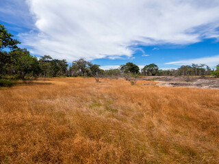 Fototapeta premium The beautiful yellow dry grass savanna and blue sky.