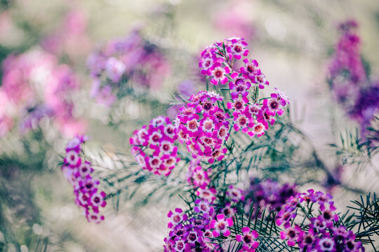 Close-up macro of Australian native bush - the Geraldton wax with tiny pink flowers